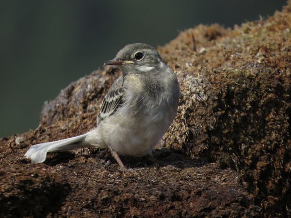 Beautiful bird on a beautiful background.