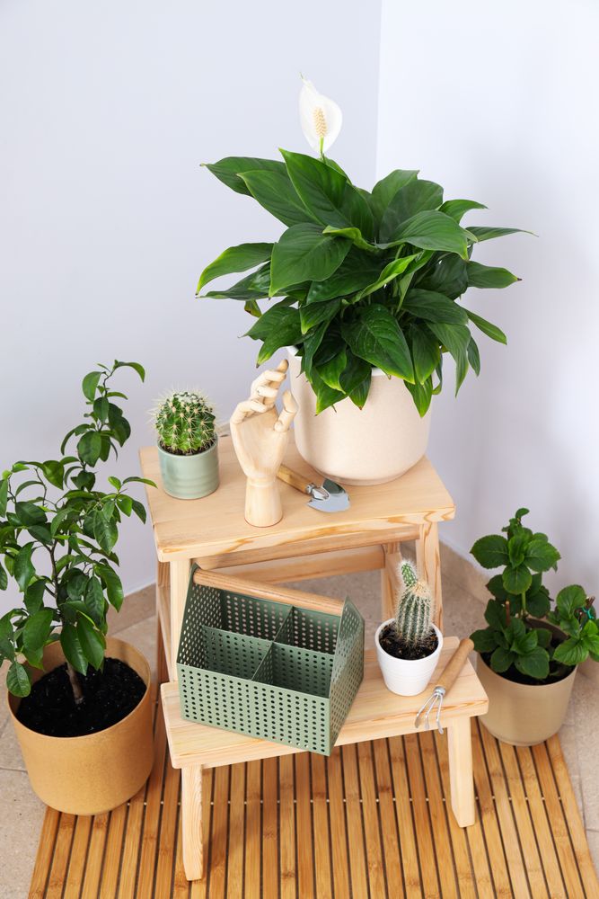 Cozy hobby - growing indoor plants at home