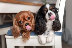 Two cavalier spaniels licking their lips lying on a chair