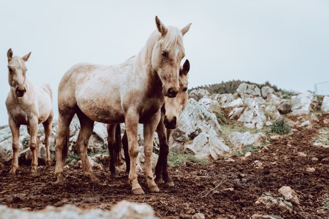 Horses pasturing on meadow