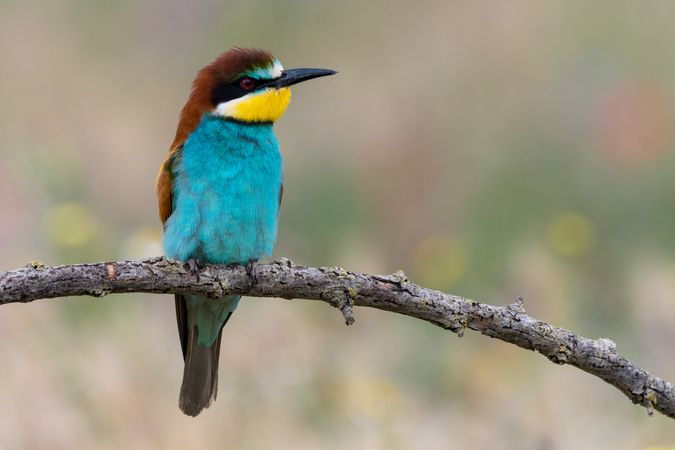 Bird standing on tree branch