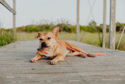Relaxed brown dog lying on terrace
