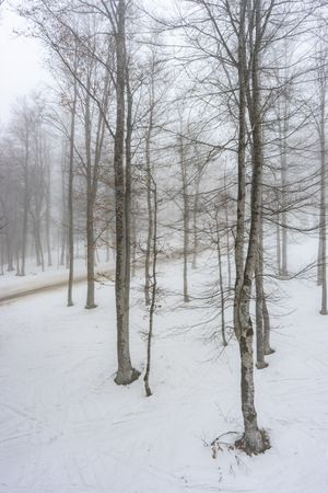 Trees during snow fall in Caucasus mountains