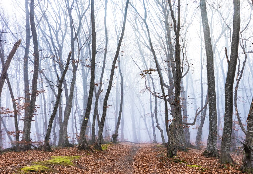 Misty barren autumnal  forest