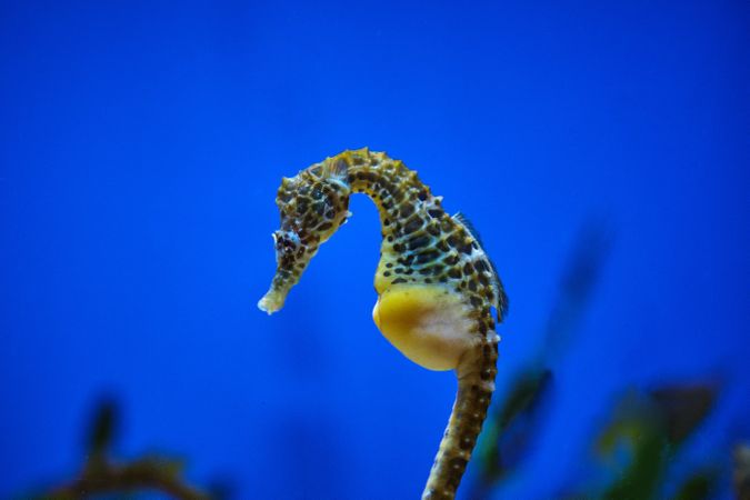 Seahorse with spots swimming in transparent aqua in oceanarium