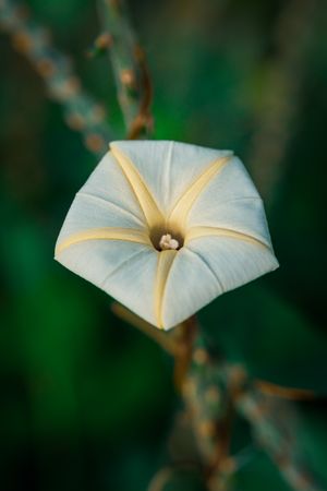 the delicate beauty of a grass flower, showcasing its slender, feathery petals and intricate structurethe delicate beauty of a grass flower, showcasing its slender, feathery petals and intricate structure