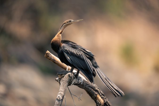 African darter on curved branch turns head