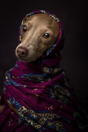 Italian Greyhound dog with scarf