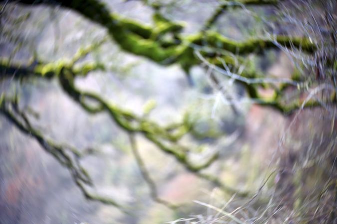 Green branches covered with moss