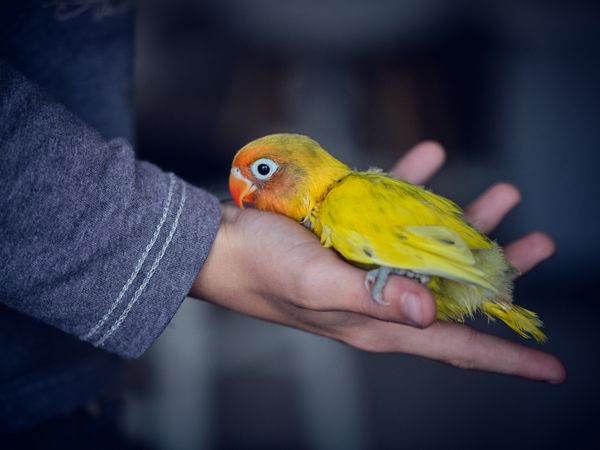 Crop person with little yellow lovebird sitting on palm