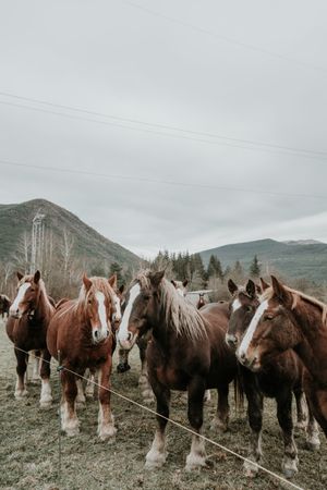 Beautiful horses on meadow