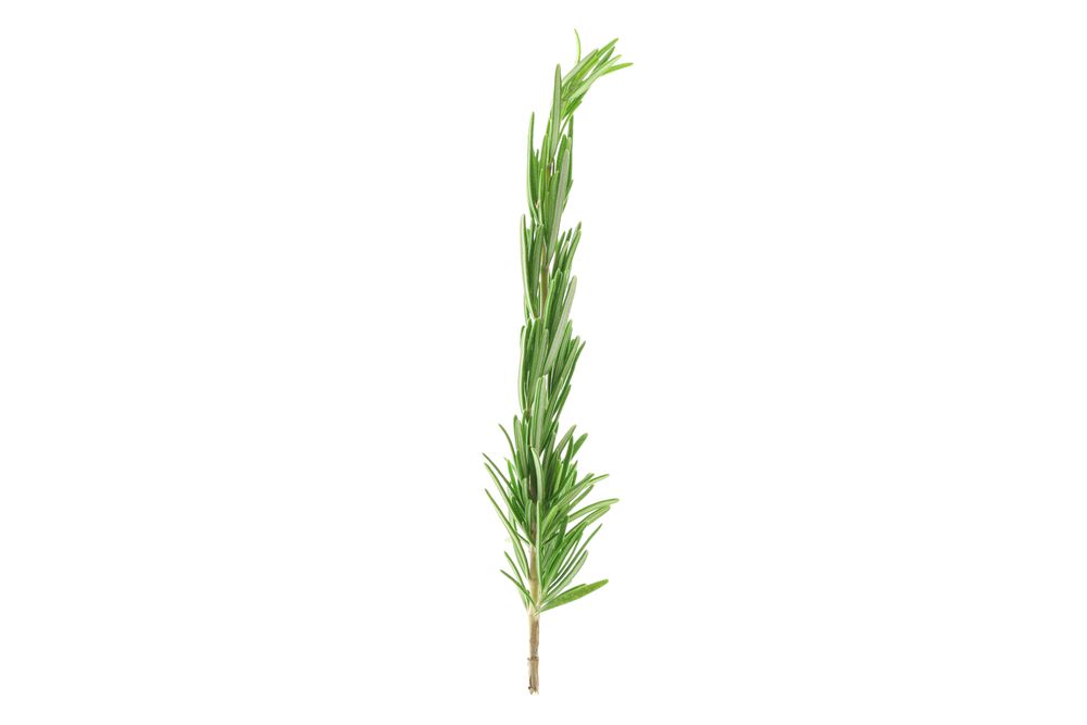 Fresh green rosemary isolated on neutral background