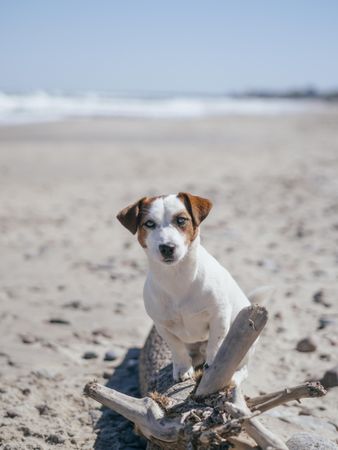 Dog on brown sand