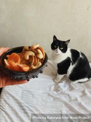 Cat on bed with breakfast bowl 4BedW5