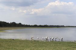 Flock of pelicans near lake