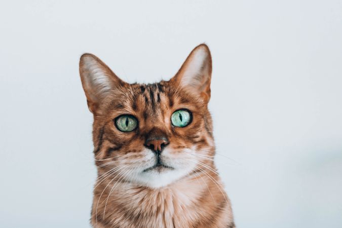 Portrait of tabby cat with green eyes