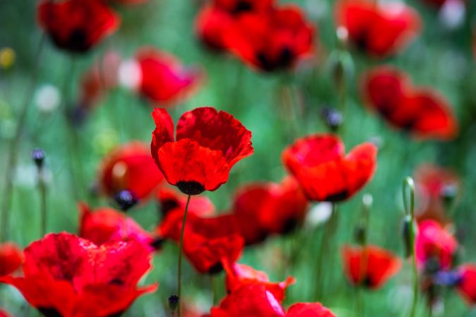 Poppy flowers in field