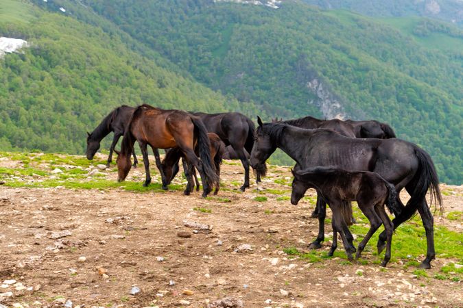 Herd of horses, including foals, grazing on rocky hillside