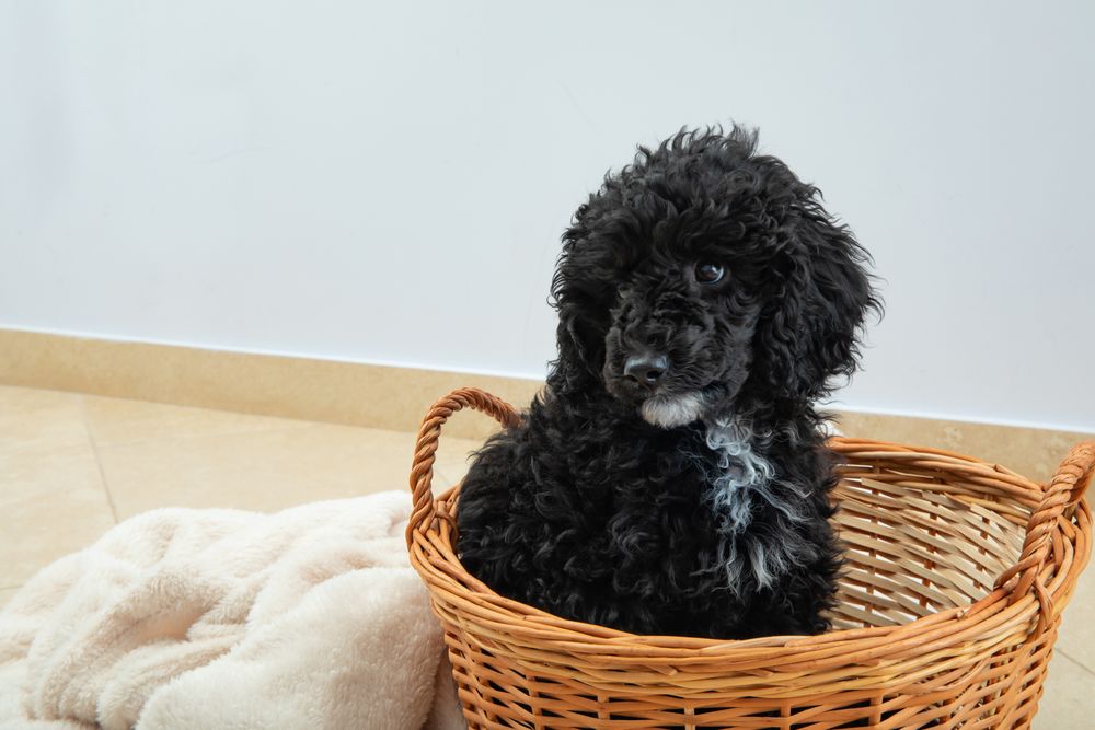 Cute poodle pet at home sitting in weaved basket with blanket