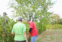 Mature Couple in Their 60s Tending to Vines in a Peaceful Village Vineyard.