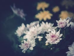 Pretty flower growing in garden