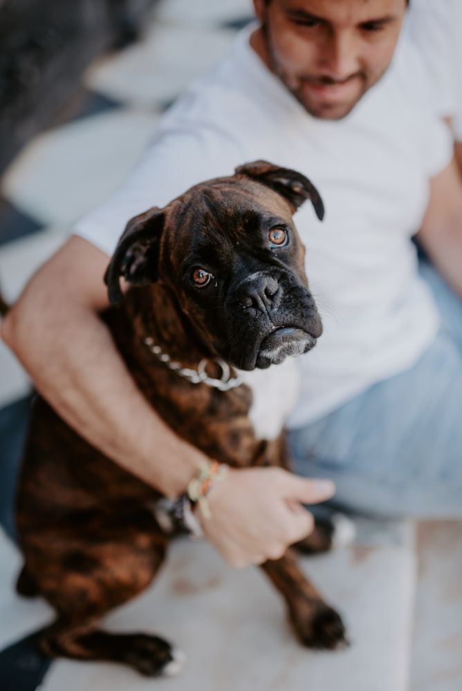 Curious cheeky dog on hands of owner