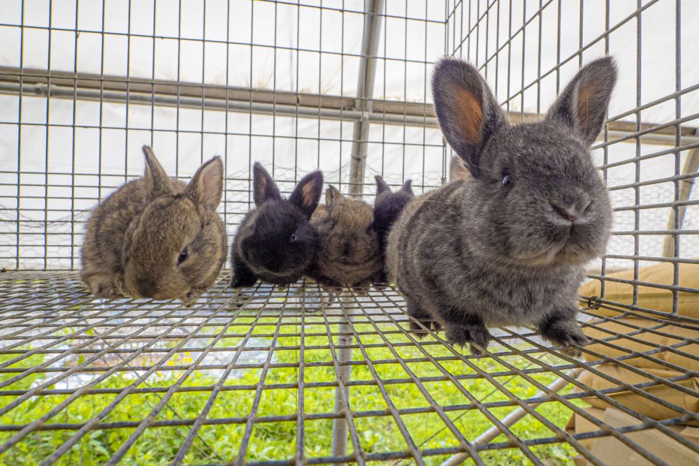 Copake, New York - May 19, 2022: Rabbits in cage above grass