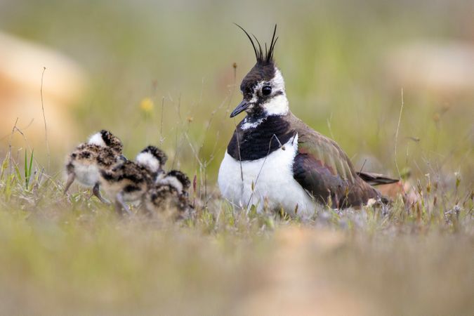 Wild bird with chicks on grass