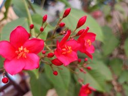background with red flowers
