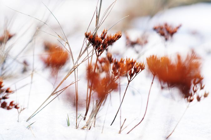 Orange flowers on meadow in winter