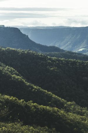 Green trees growing on hill
