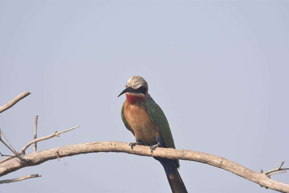 Rollers bird on brown tree branch