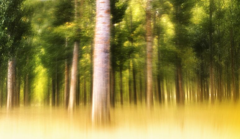 Blurred trees in forest