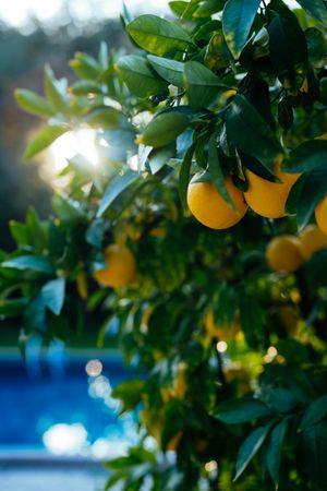 Close up of lemons in a tree with the sunset and pool in the background