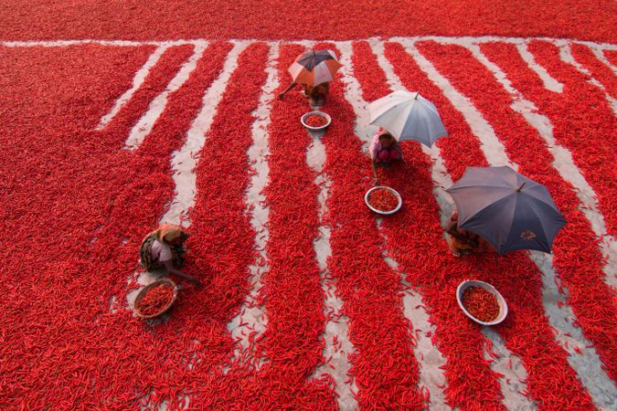 Top view of villagers harvesting red chili pepper in Bangladesh