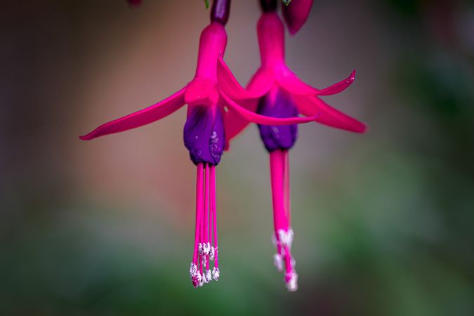 Fuchsia flowers hanging on background of selective focus