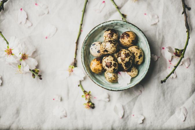 Quail eggs in bowl and blooming branches of almond tree
