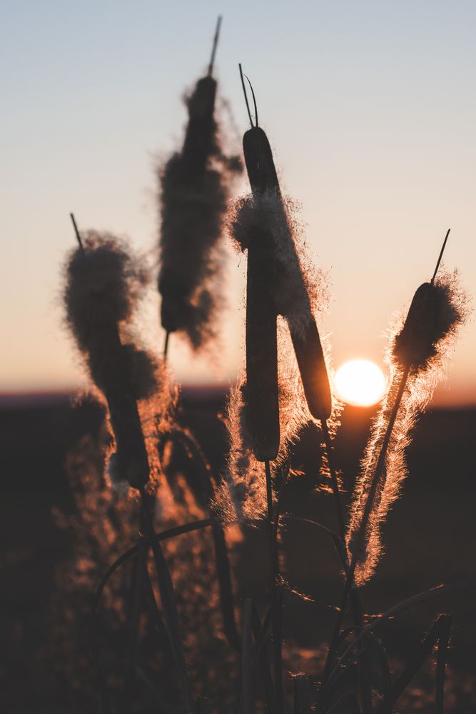 Reeds with fluffs at sunset