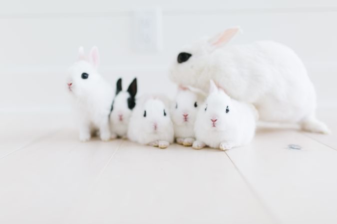 Group of rabbits on floor