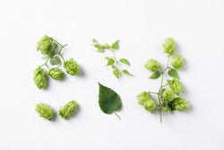 Flat lay composition with hop on background, space for text