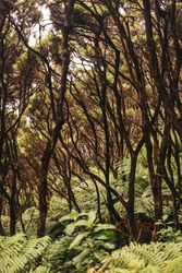Green exotic frond at forest