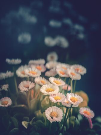 Pretty flower growing in garden