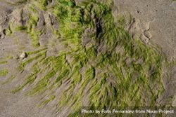Looking down at green moss on sand 56X3Vb