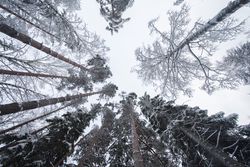 Winter forest landscape with snow