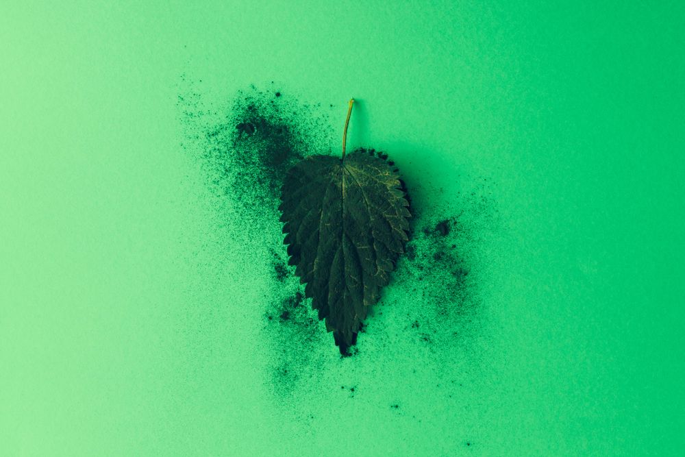 Green nettle leaf against green background with green dust