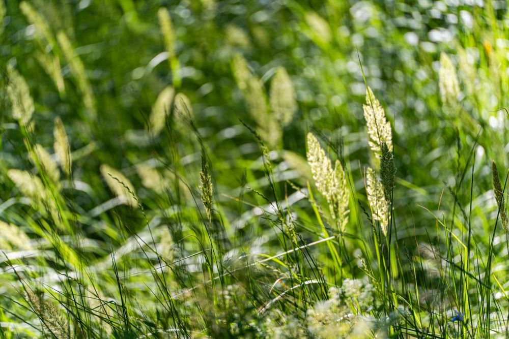 Summer meadow of bright green grass