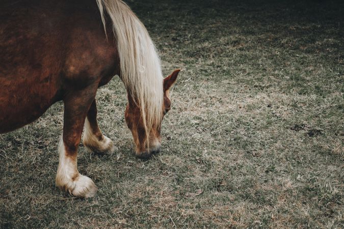 Horse eating bait on nature background