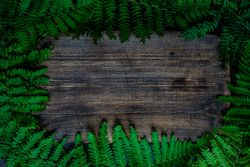 Summer frame with leaves of fern plant