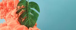 Tropical monstera leaf with pastel coral color cloud