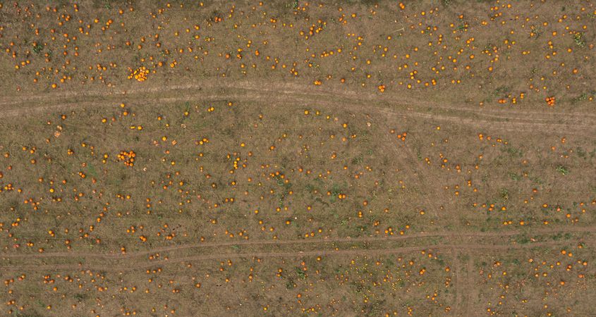 Drone shot with a field of ripe pumpkins in Stuttgart, Germany